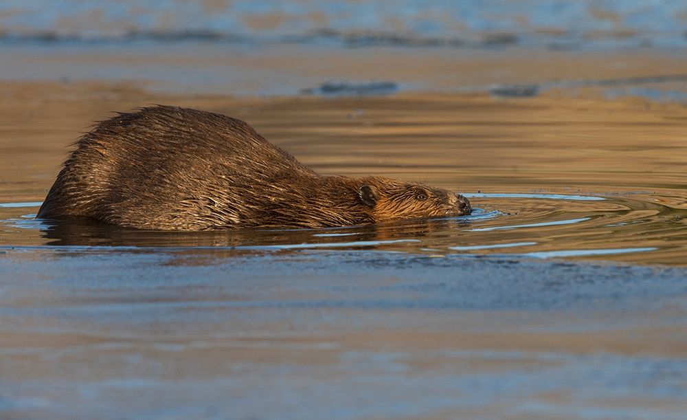 Beaver-late autumn ice pathway